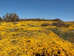 landscape of Yellow Flowers on Fields