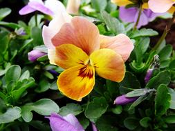 wondrous Violet Flower Yellow