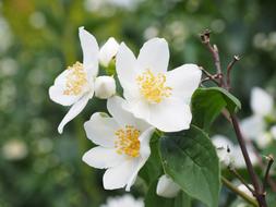 Mock Orange Jasmin Flowers bush