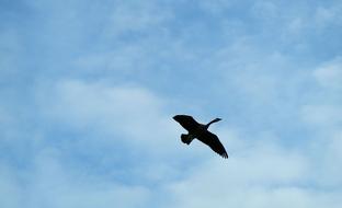 Canada Goose Flight in air