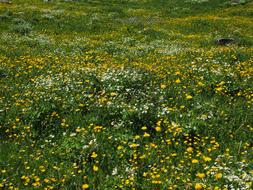 Flower Meadow Alphabet Flowers