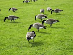 Canada Geese Feeding Grass