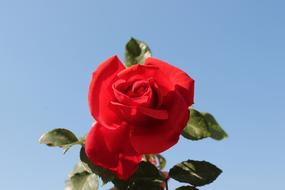 Red Rose at Blue sky