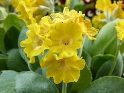 Primula Auricula Spring yellow Flower