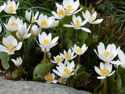 Blood Turmeric Flowers Sanguinaria