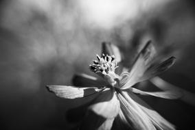 black and white, flower petals and pistil