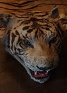 Tiger head Skin Pulley