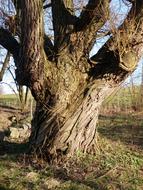 Log Pasture Very Old