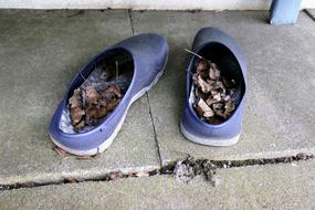 Allotment Garden Shoes Blue Dried