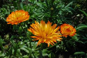 Marigold Yellow Orange flowers