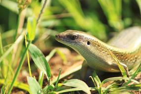 Lizard Lizards Paddy