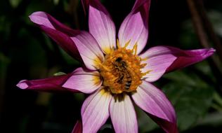 purple pink star dahlia