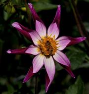 wondrous Star Dahlia violet Flower