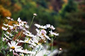 white Flowers blooming in garden