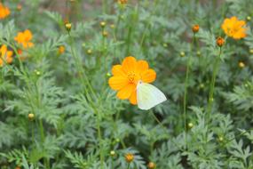 Flower Yellow Butterfly green leaf