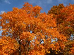 Fall Leaves Autumn