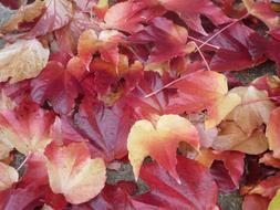Autumnal Coloration Foliage Autumn