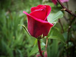 Rosa Red garden