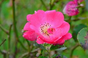 Beautiful, pink and red, blooming, gradient, pink and red rose flowers
