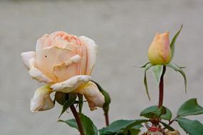 Rose, Weathered light pink Blossom