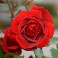 Rose Blossom on a blurred background