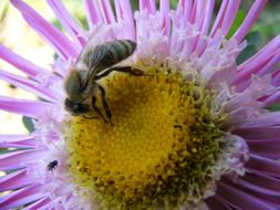 bee on a purple flower on a blurred background