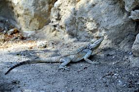 Gecko Iguana Lizard