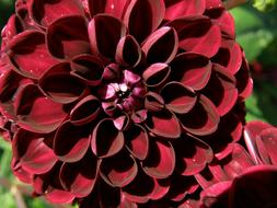 Dahlia Red green leaf