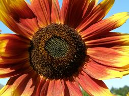Sunflower Red Yellow dry