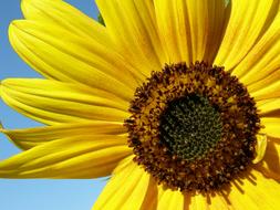 Close-up of the beautiful, yellow sunflower with the brown core, in sunlight, under the blue sky