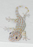 The Gecko Lizard Thailand