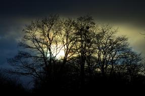 Sky Trees Black