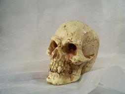 Skull And Crossbones Decorative