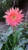 pink gerbera with pointed petals in the garden