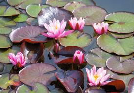 Water Lilies Pond Floral