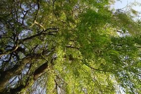 Weeping Willow Pasture Baumm