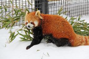 Red Panda Bear