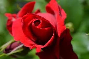 wondrous Rose Red garden