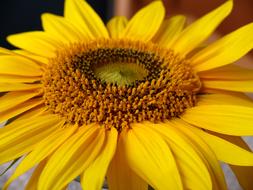 beautiful Sunflower Yellow macro