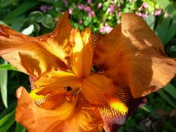 macro photo of a bright orange lily