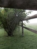 Spider Cobweb Web