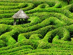 Maze Labyrinth Glendurgan