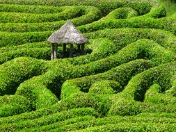 Maze Labyrinth Glendurgan