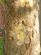 Plane Tree Bark London