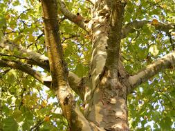 Plane Tree London