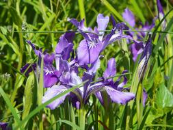 Beautiful, violet and white camas flowers, among the green pasture, in light