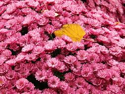 Gerbera Flowers Pink Flower