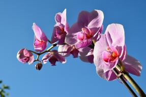 Close-up of the beautiful and colorful orchid flowers, on the branches, in sunlight, under the blue sky