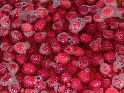 Raspberries Red Washing