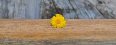 Chrysanthemum Yellow